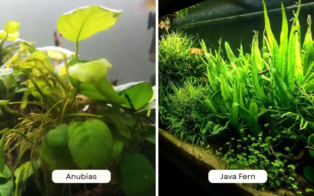 Anubias vs Java Fern