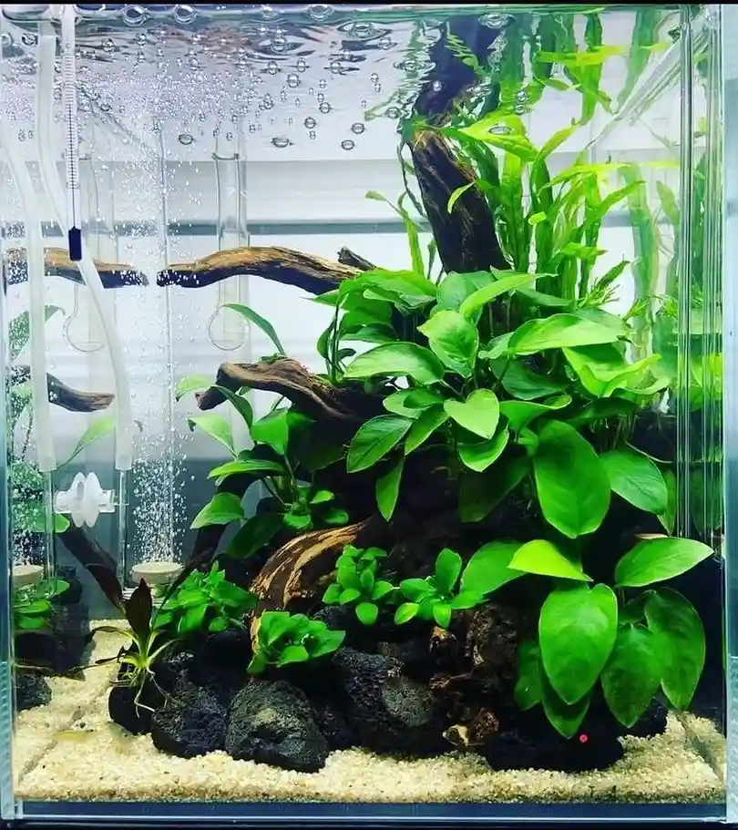 Anubias