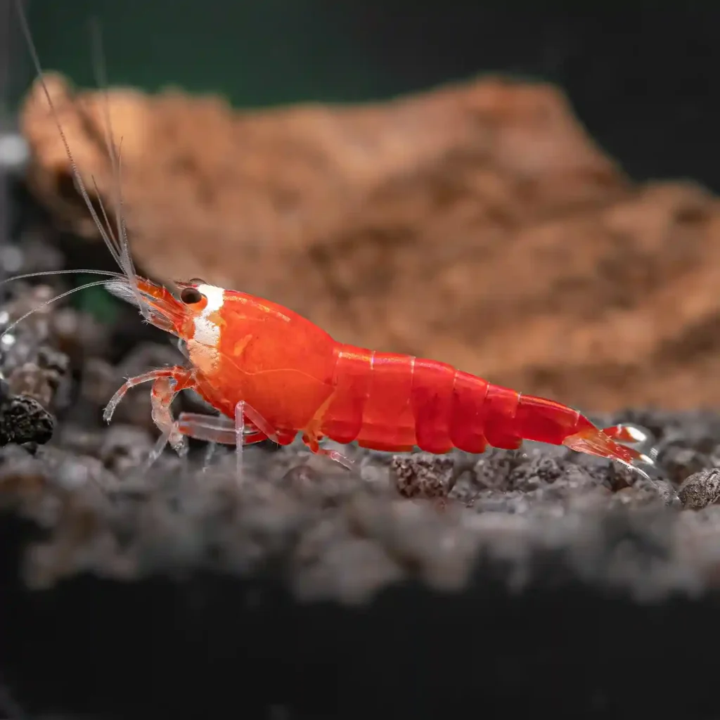 Bee Shrimp
