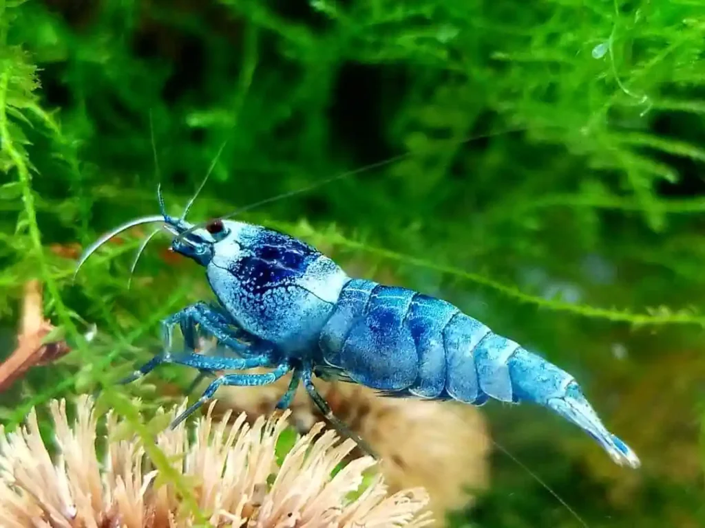 Blue Bolt Shrimp
