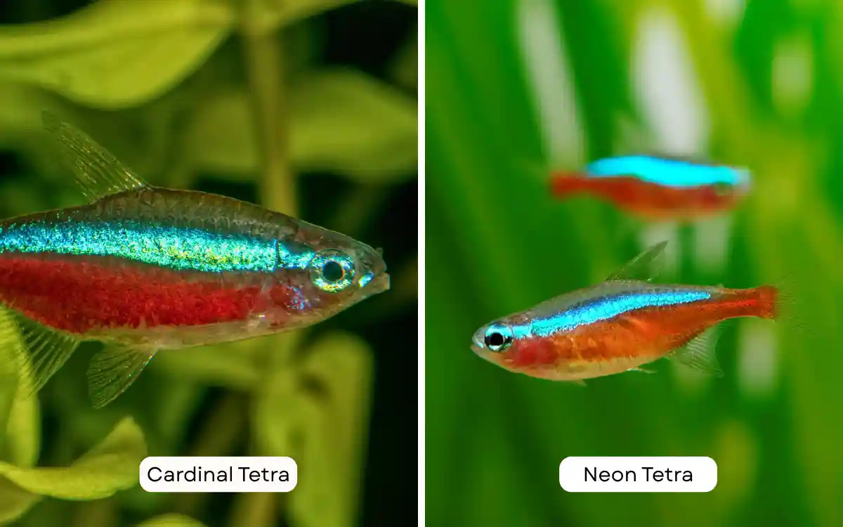 Cardinal Tetra vs Neon Tetra