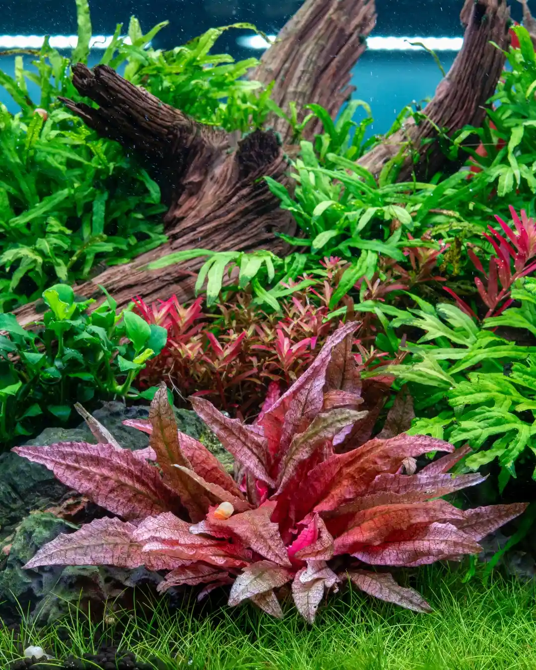 Cryptocoryne