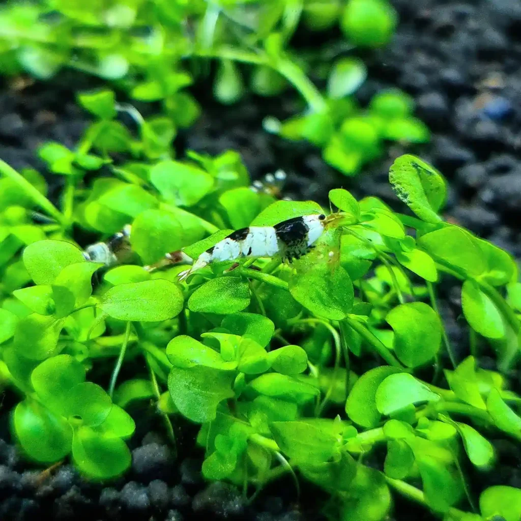 Crystal Black Shrimp