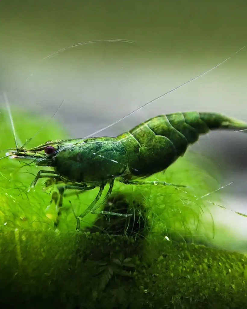 Green Jade Shrimp
