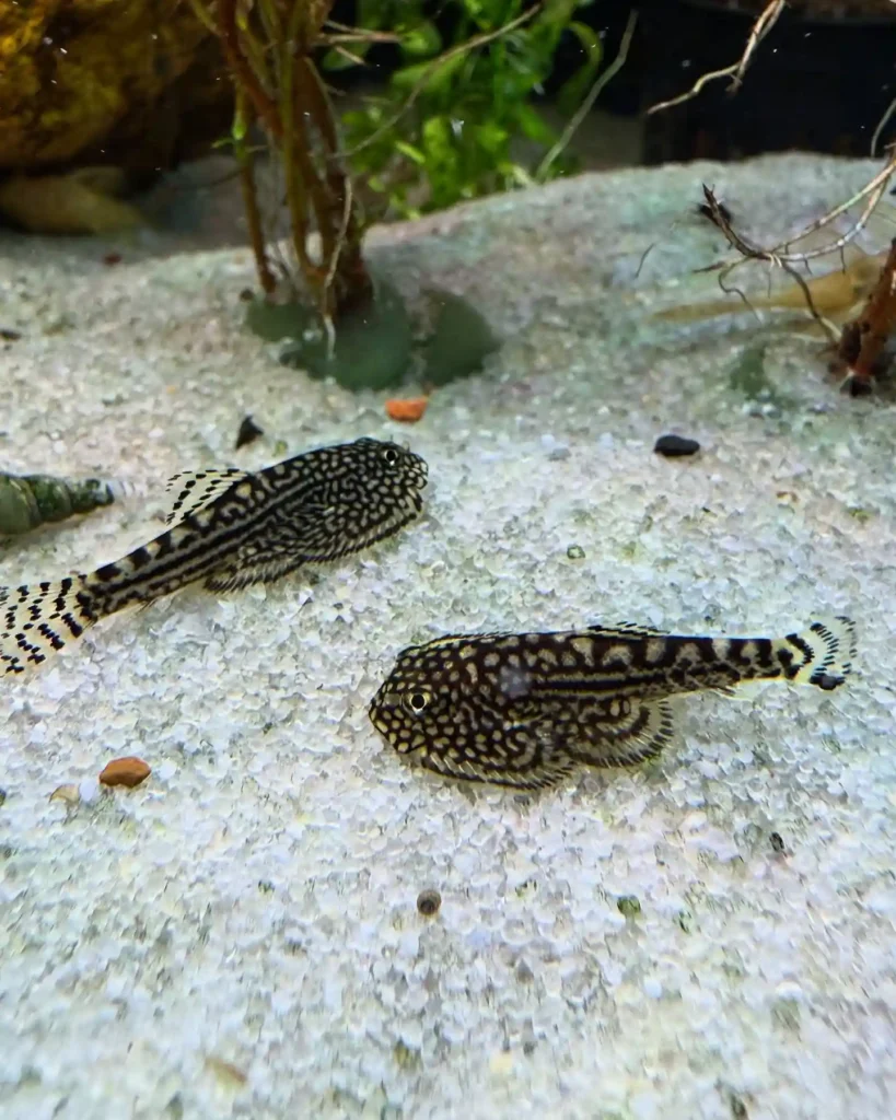 Hillstream Loach