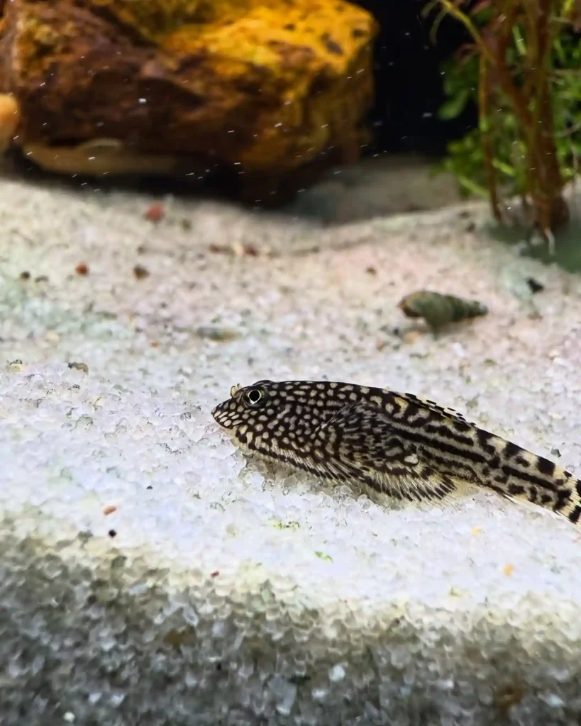 Hillstream Loach Care Guide