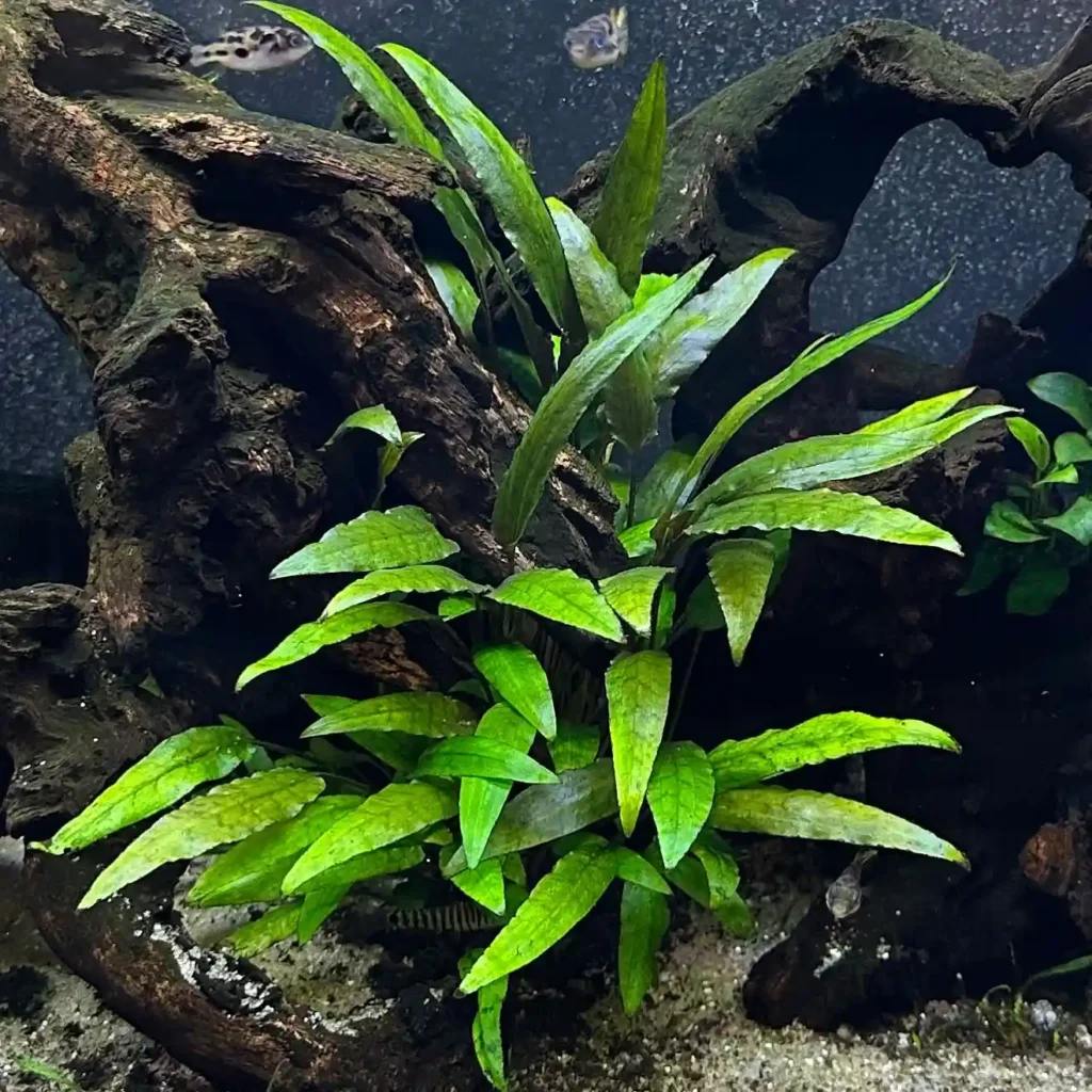 How to Care for Cryptocoryne Plants