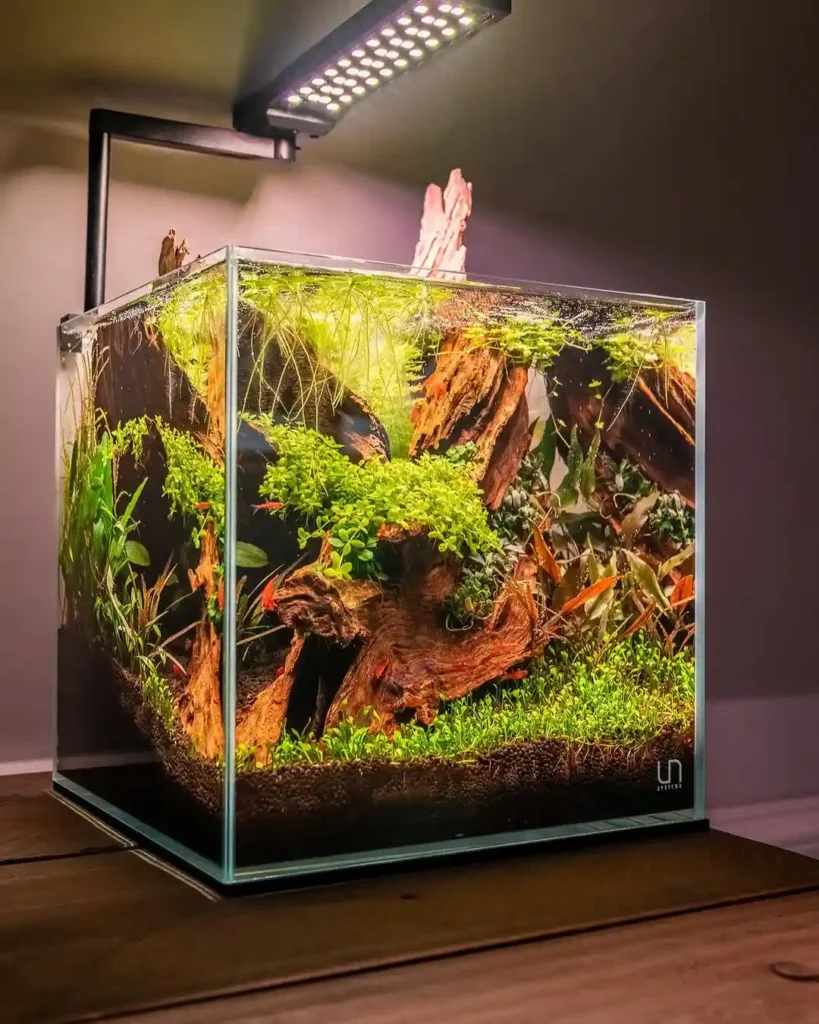 How to Care for Marsilea Minuta in Aquariums