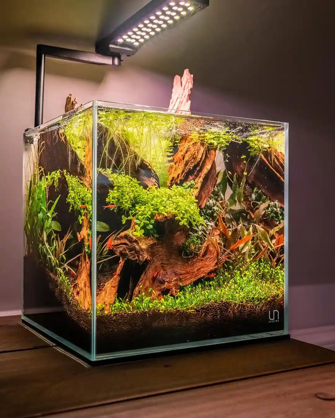 How to Care for Marsilea Minuta in Aquariums