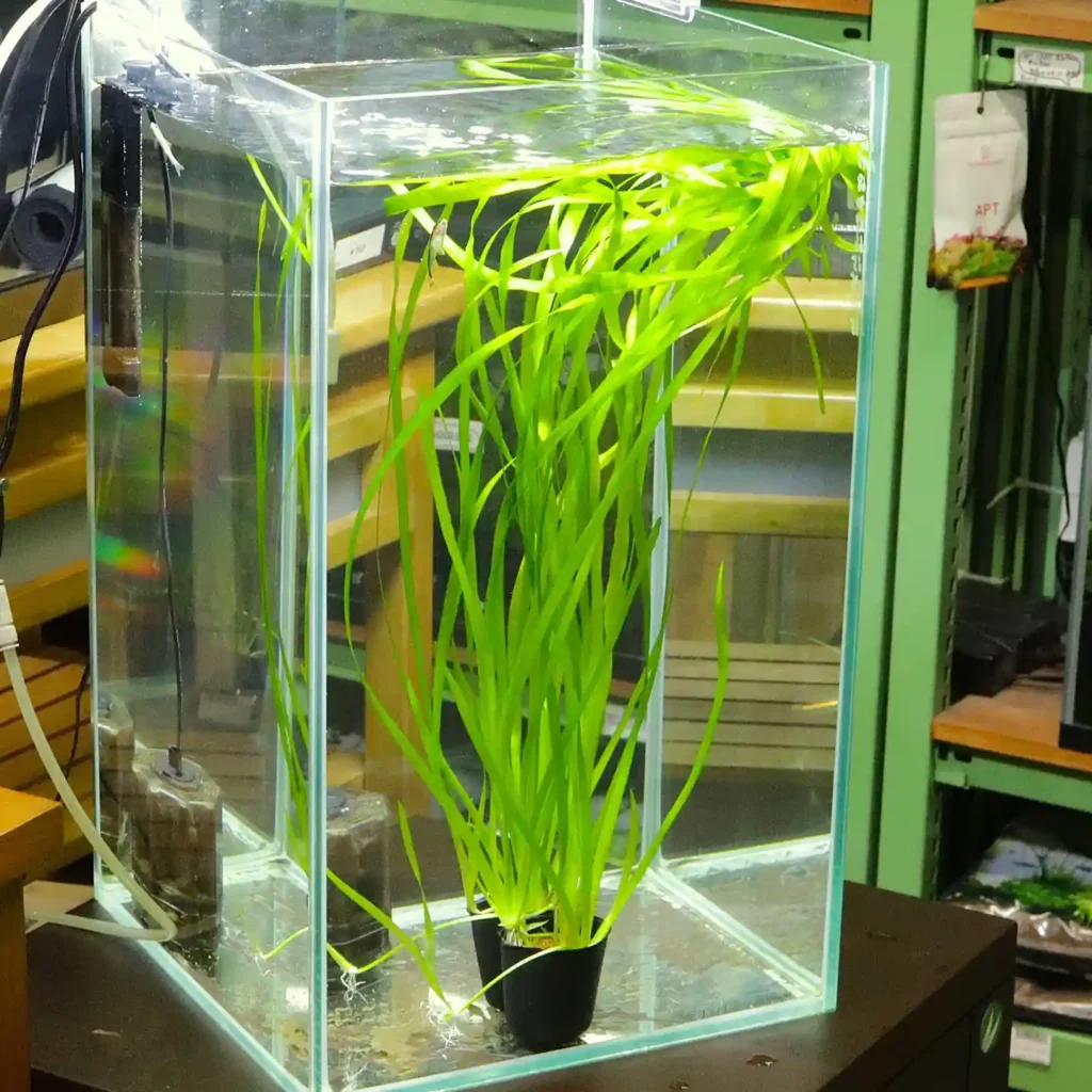How to Care for Vallisneria Plants