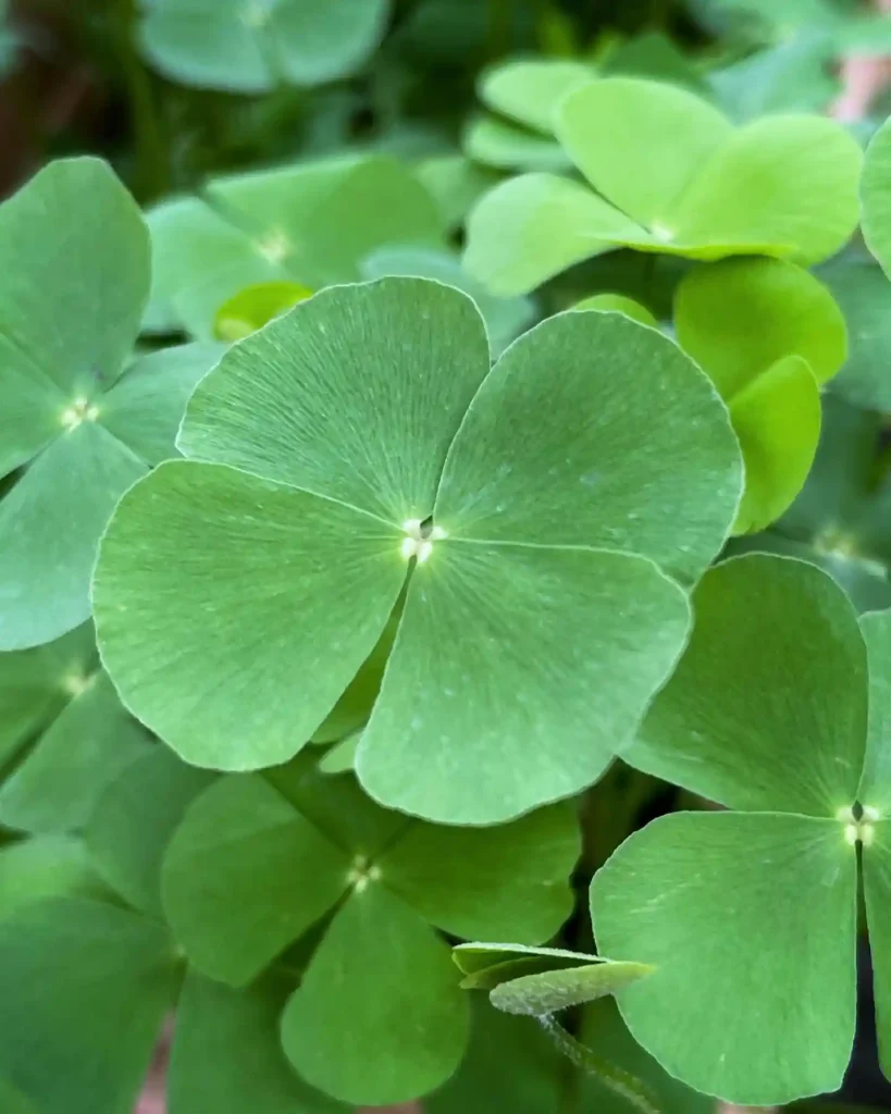 Marsilea Minuta