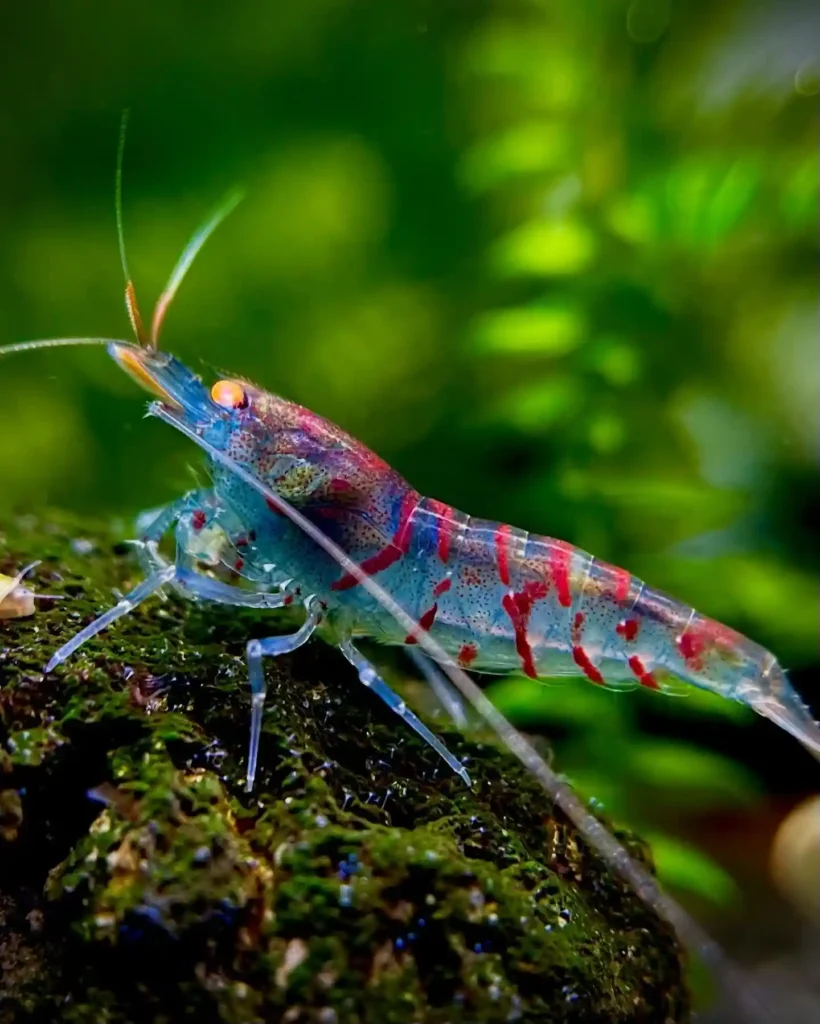 Taiwan Bee Shrimp