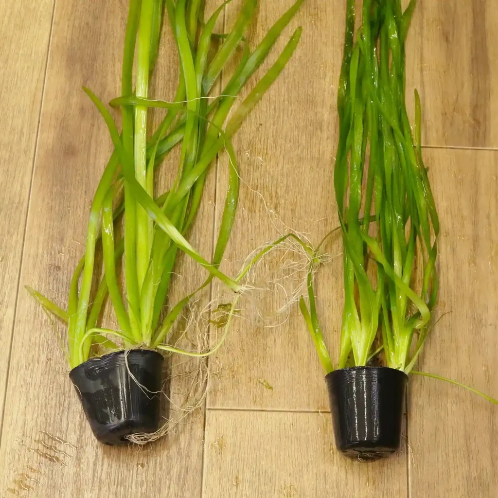 Vallisneria Plants