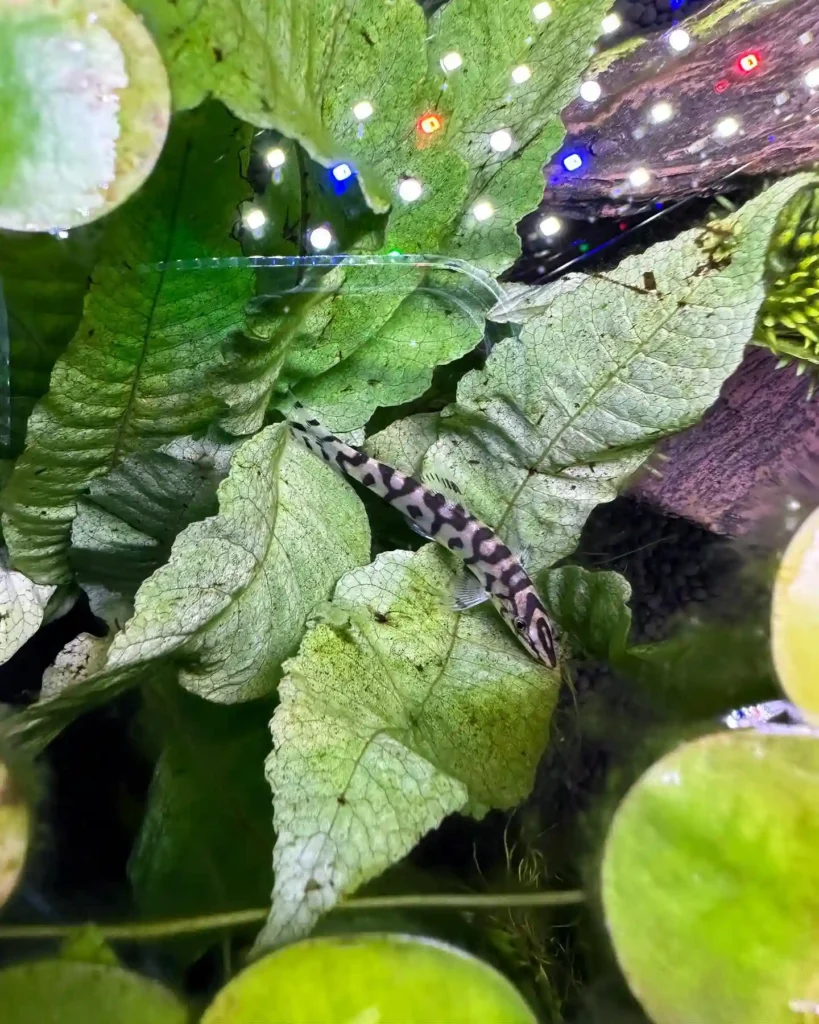 YoYo Loach Care Guide