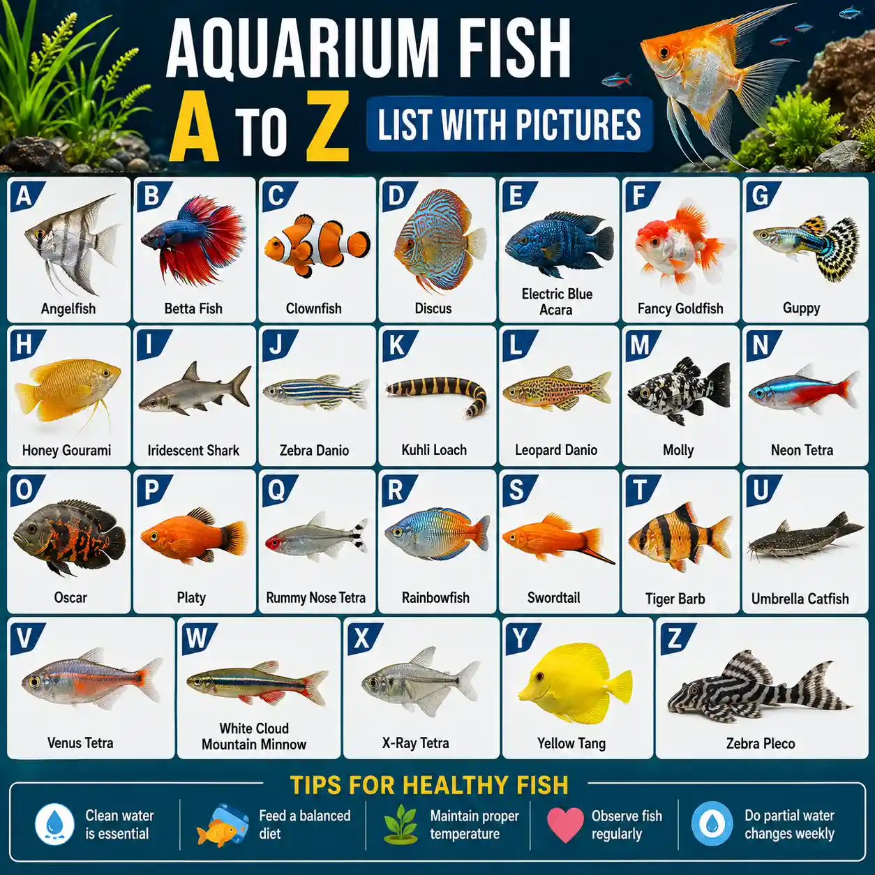 Aquarium Fish A to Z list With Pictures