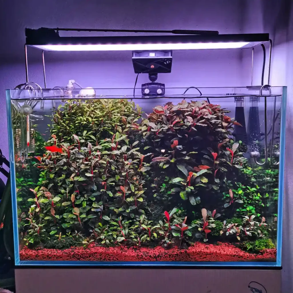 Bucephalandra Care Guide