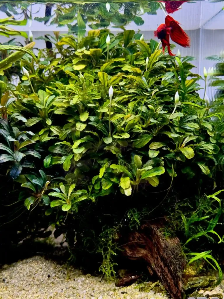 Bucephalandra aquarium