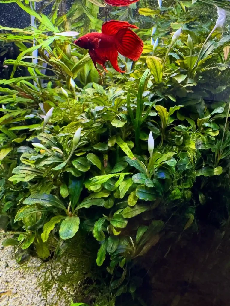 Bucephalandra plants