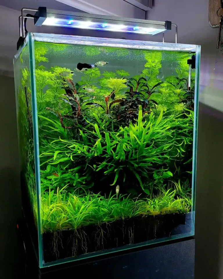 CO2 for Planted Aquariums