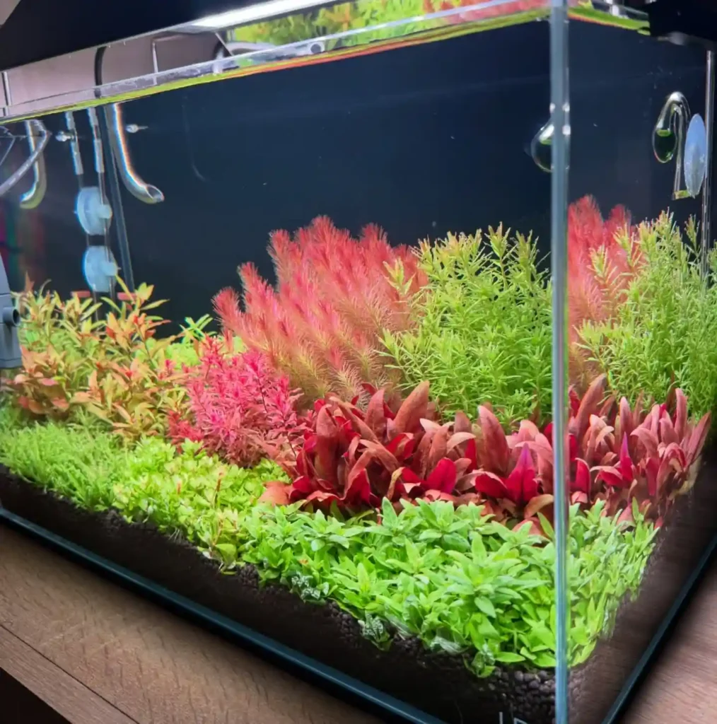 CO2 for Planted Aquariums care