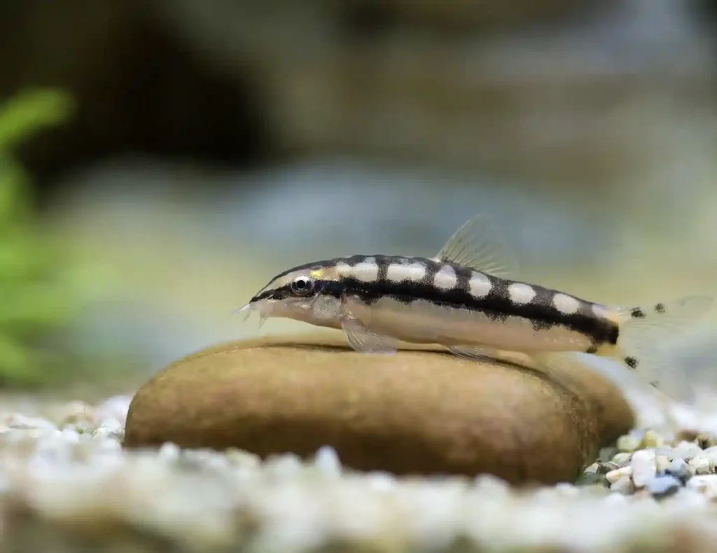 Dwarf Chain Loach