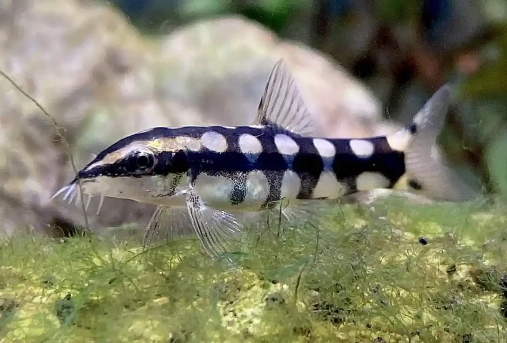 Dwarf Chain Loach Care