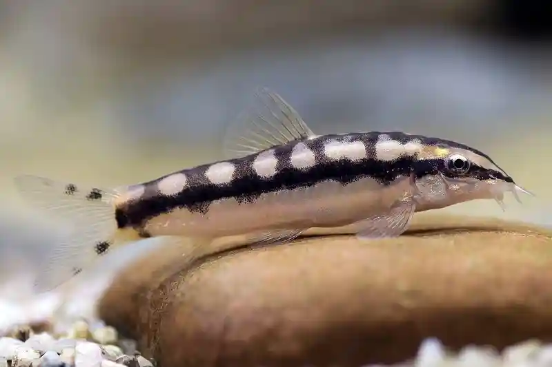 Dwarf Chain Loach Care Guide