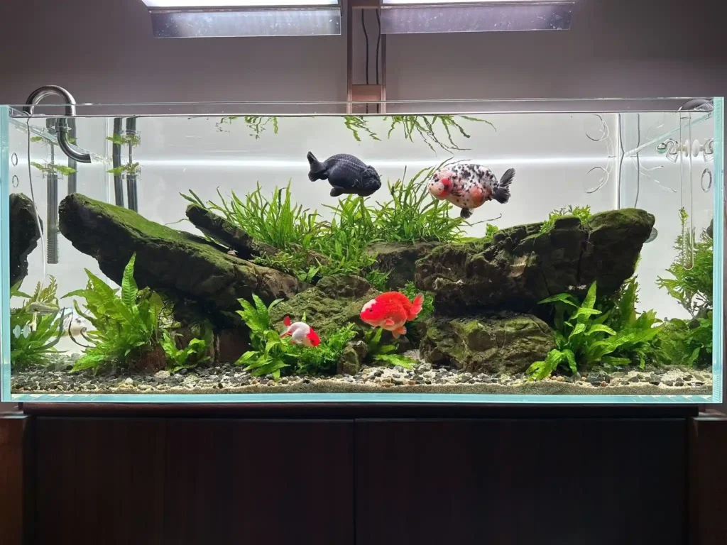 Goldfish Tank Size