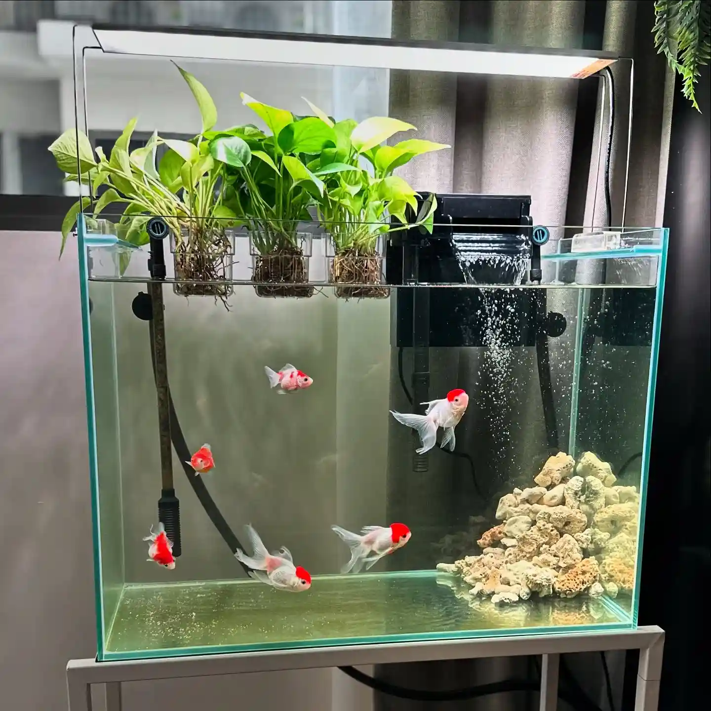 Goldfish Tank Size Guide: Choosing the Right Aquarium