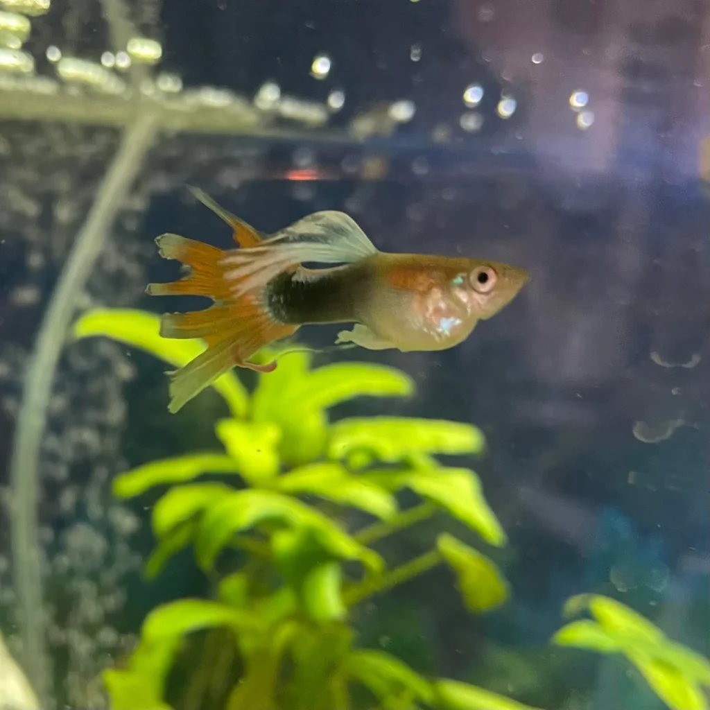 Guppy Fin Rot