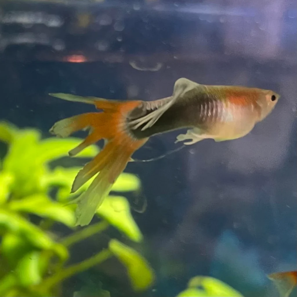 Guppy Fin Rot care