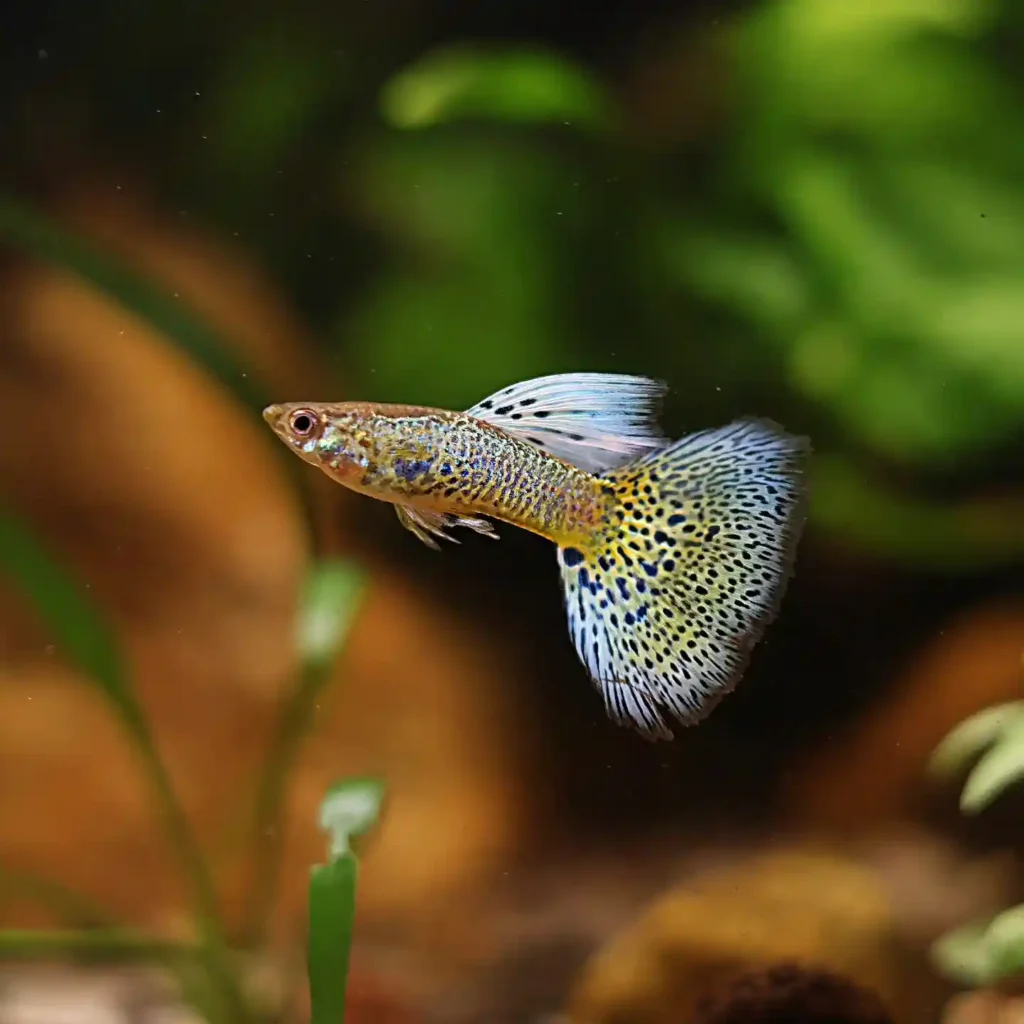 Guppy Fish Food