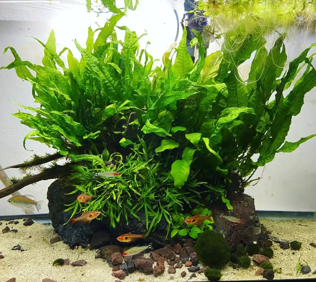 Java Fern Care Guide 2