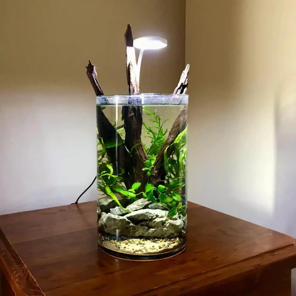 Java Fern Care Guide 3