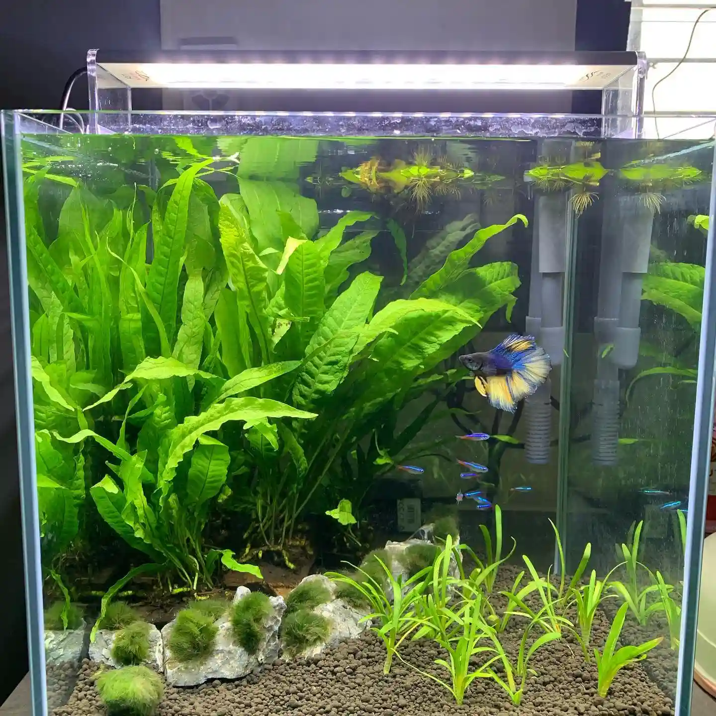 Java Fern Care Guide
