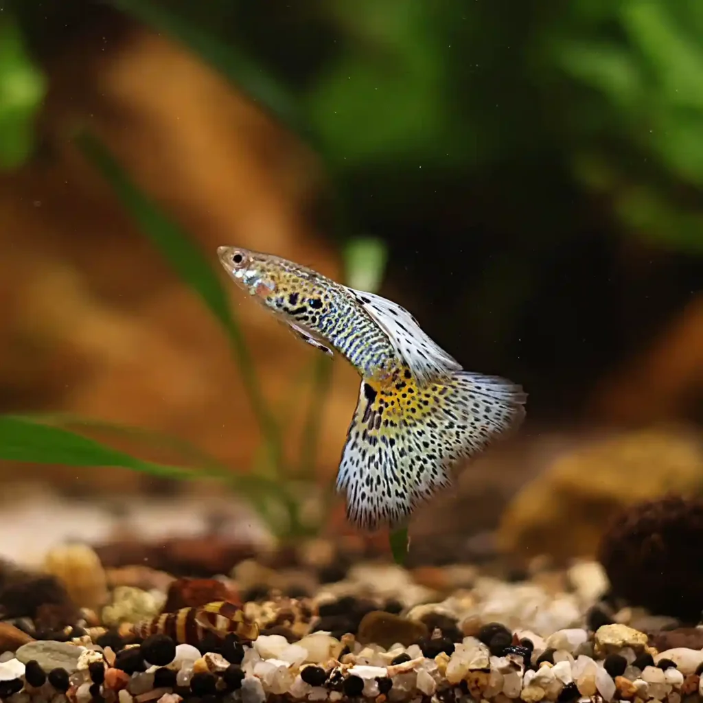 Male guppies