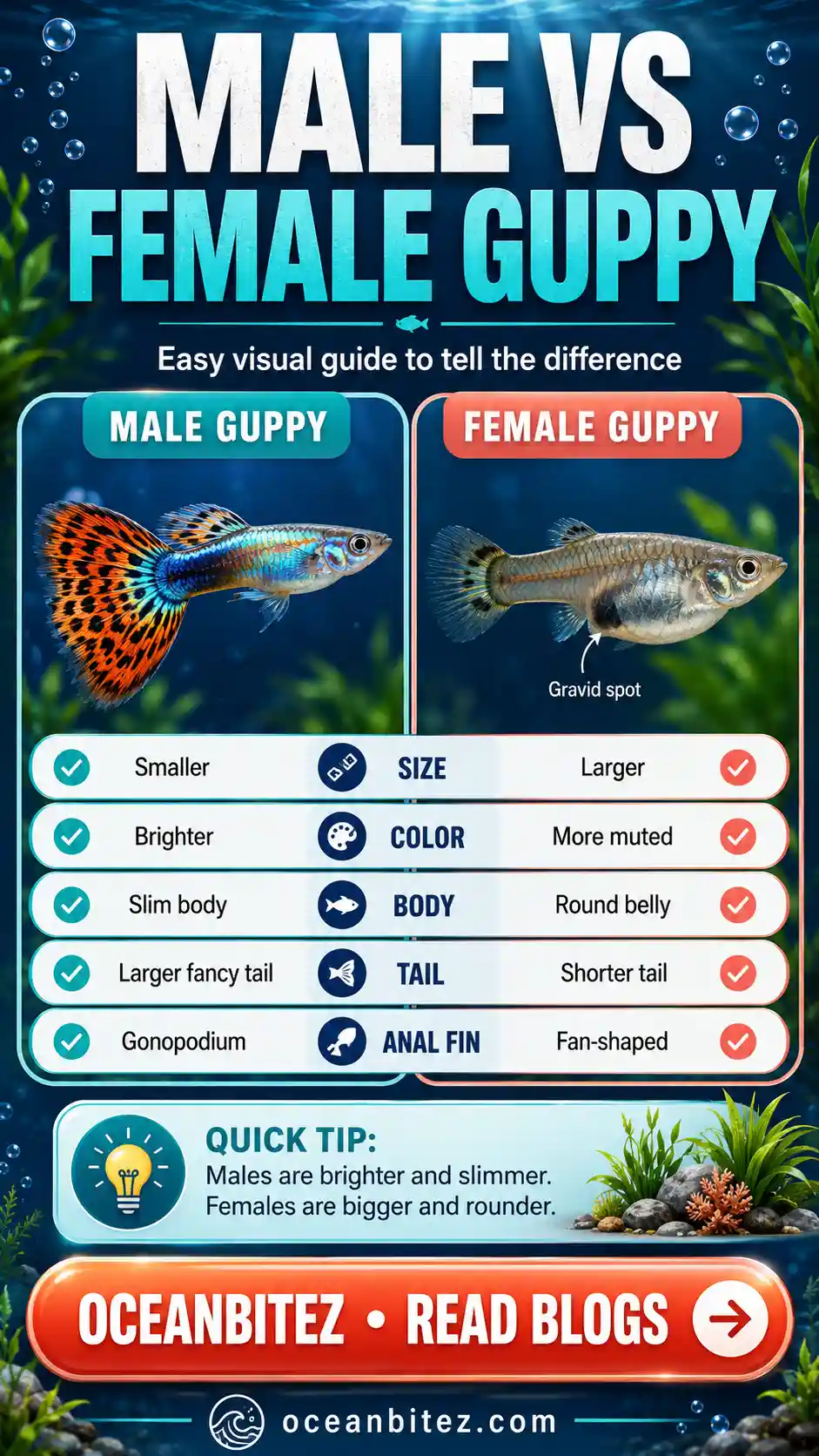 Male vs Female Guppy