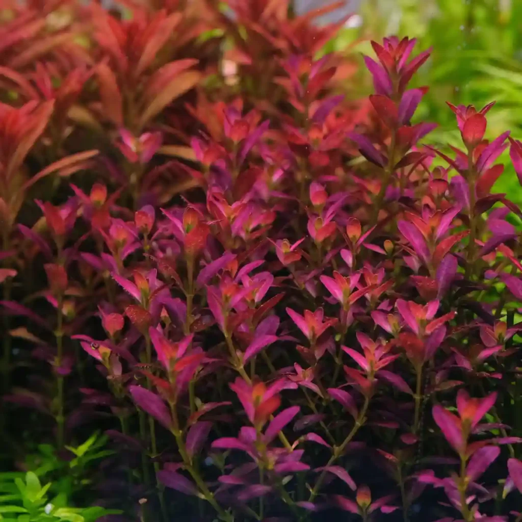 Rotala Care Guide 2