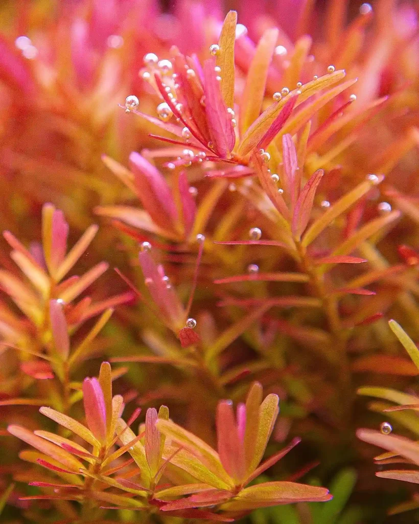 Rotala Care Guide 3
