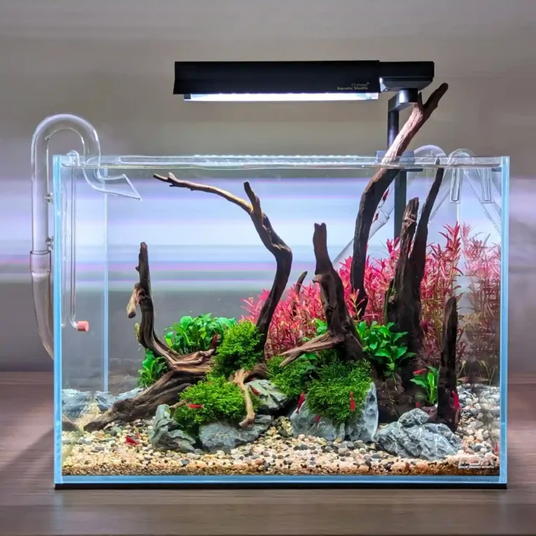 Rotala Care Guide