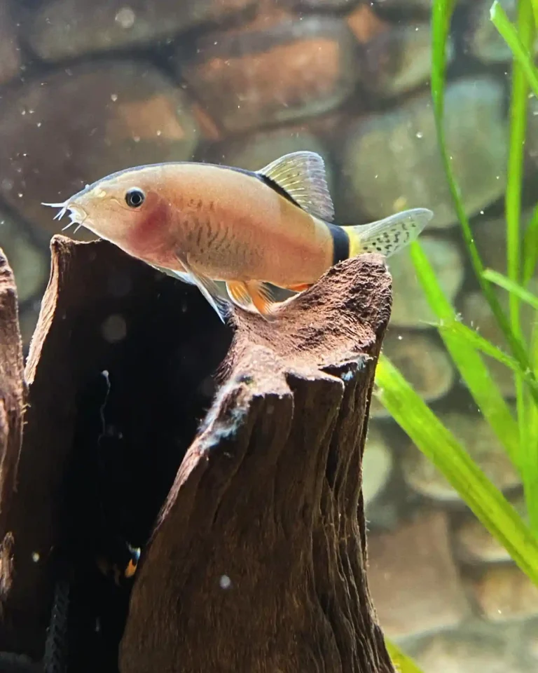 Skunk Loach Care Guide: Tank Setup, Diet, Behavior, and Tank Mates