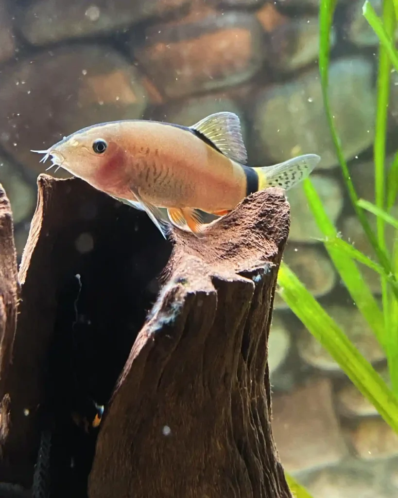 Skunk Loach