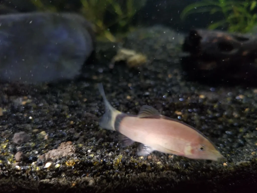 Skunk Loach tank