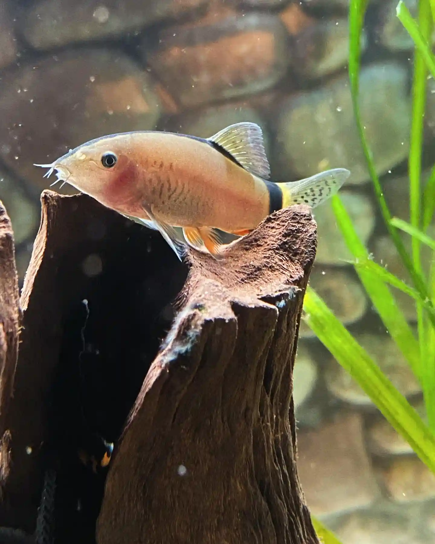 Skunk Loach Care Guide: Tank Setup, Diet, Behavior, and Tank Mates