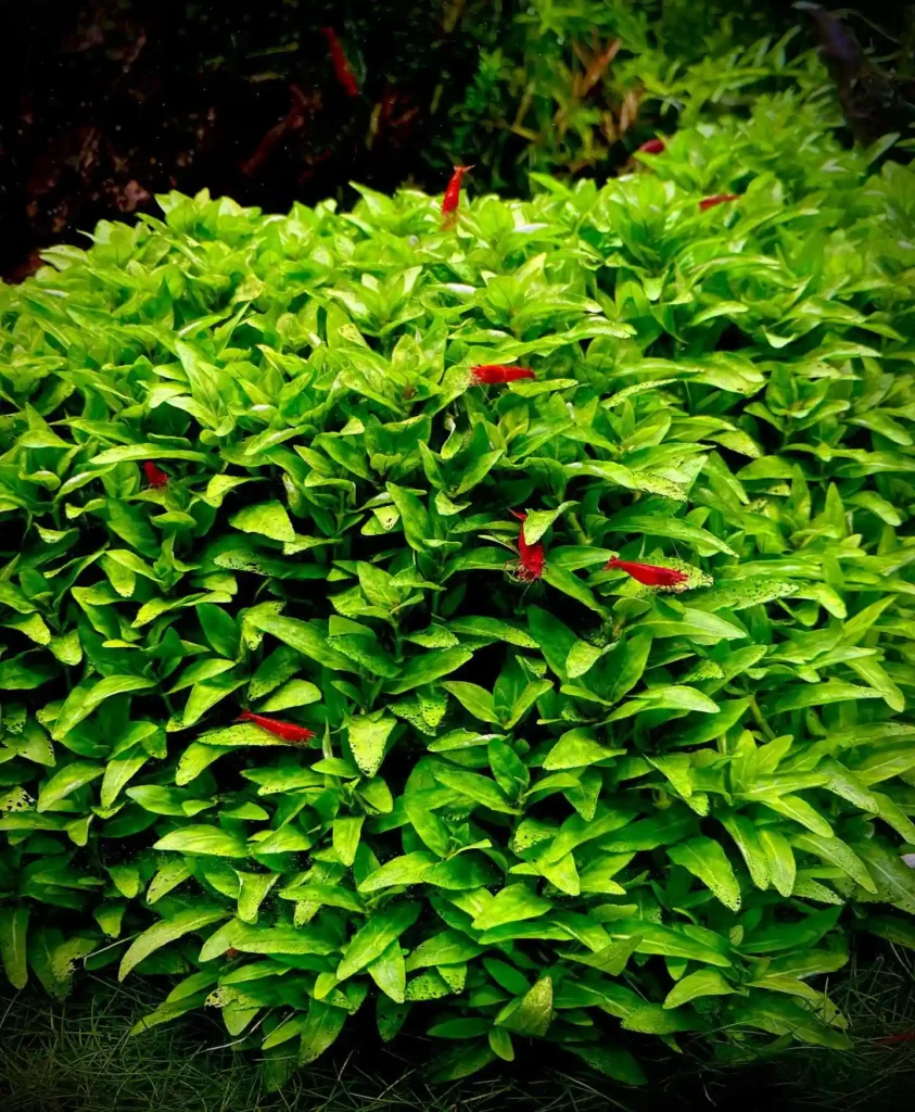 Staurogyne Repens 2