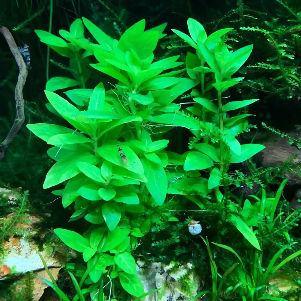 Staurogyne Repens 3