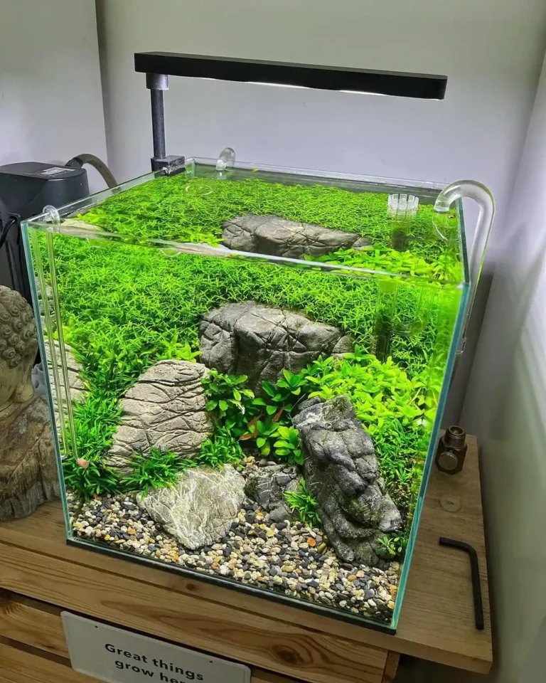 Staurogyne Repens Care Guide