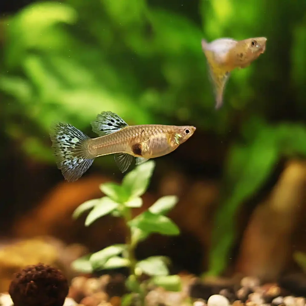 female guppies