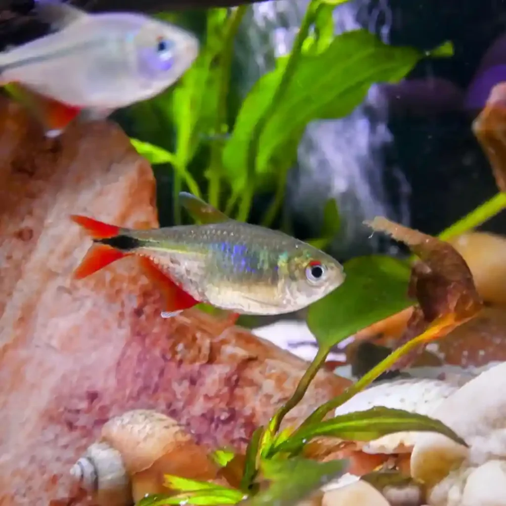 Buenos Aires Tetra on a tank