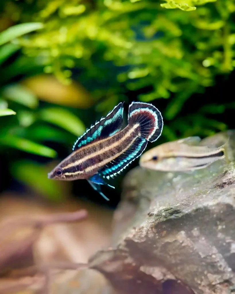 Licorice Gouramis